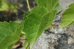 Vitis rupestris