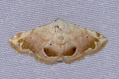 Eublemma roseonivea