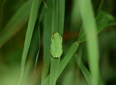Hyla flaviventris