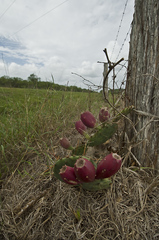 Opuntia sanguinocula