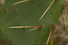 Opuntia sanguinocula