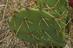 Opuntia sanguinocula