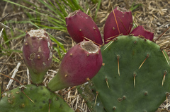 Opuntia sanguinocula