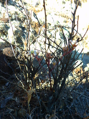 Dudleya blochmaniae blochmaniae