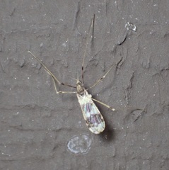Erioptera venusta