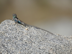 Baja California Brush Lizard photo 4