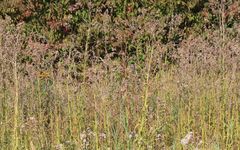 Cirsium brachycephalum
