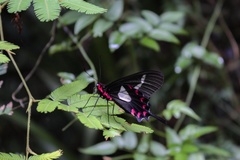Parides agavus