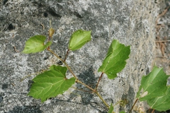 Vitis rupestris