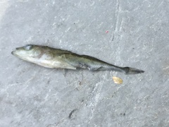 Gasterosteus aculeatus