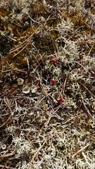 Cladonia coccifera