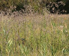 Cirsium brachycephalum
