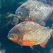 Redbelly Piranha - Photo (c) Marco Verch, some rights reserved (CC BY)