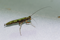 Amorphoscelis annulicornis