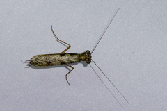 Amorphoscelis annulicornis