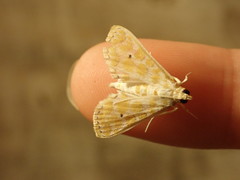 Leucochroma corope