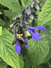 Xylocopa virginica