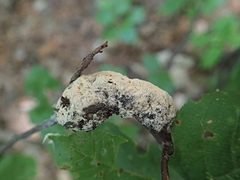 Trichothecium roseum