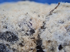 Trichothecium roseum