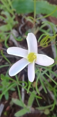 Oxalis variifolia