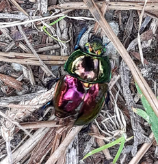 Trypocopris fulgidus