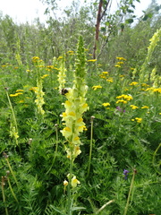 Linaria acutiloba