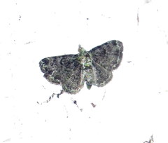 Pasiphila rectangulata