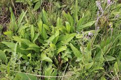 Cirsium brachycephalum