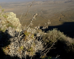 Berkheya cardopatifolia