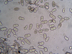 Trichothecium roseum