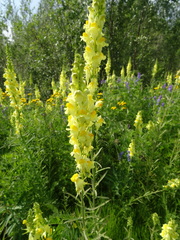Linaria acutiloba