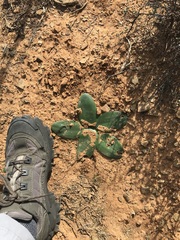 Brunsvigia comptonii