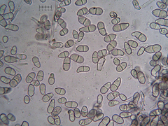 Trichothecium roseum