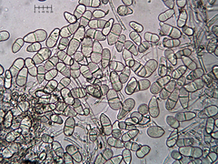 Trichothecium roseum