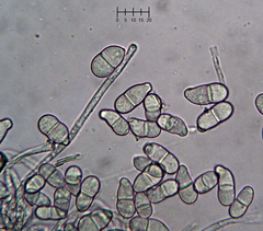 Trichothecium roseum