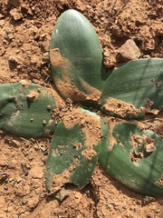 Brunsvigia comptonii
