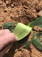 Brunsvigia comptonii
