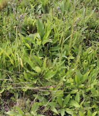 Cirsium brachycephalum