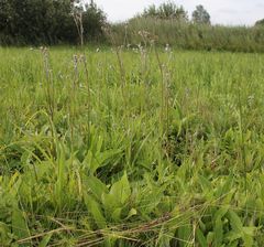 Cirsium brachycephalum