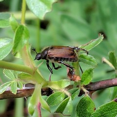 Strigoderma arbicola