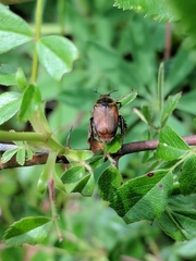 Strigoderma arbicola