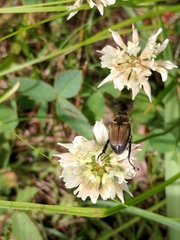 Strigoderma arbicola