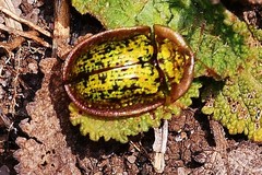 Cassida canaliculata