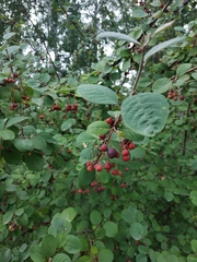 Cotoneaster melanocarpus
