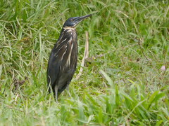 Ixobrychus flavicollis