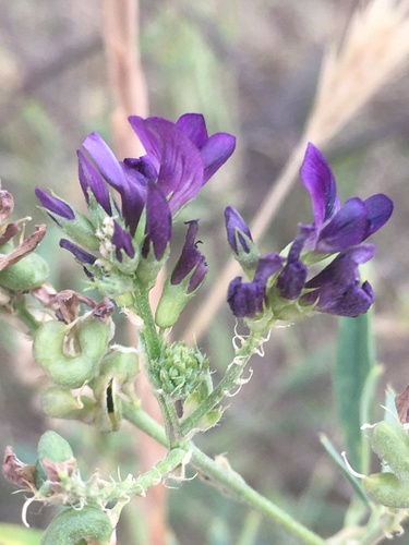 Medicago sativa