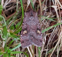 Adelphagrotis stellaris