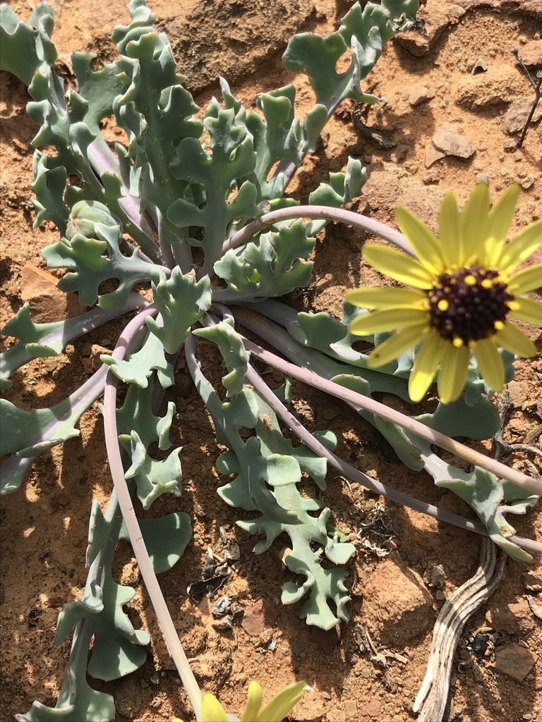 Lobeleaf Babooncabbage