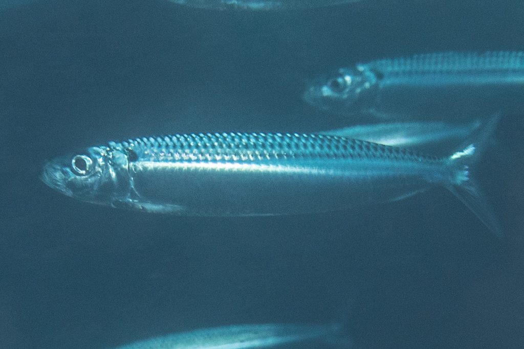 Northern pilchard (Amblygaster sirm) — Clupeidae