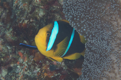 Amphiprion chrysopterus